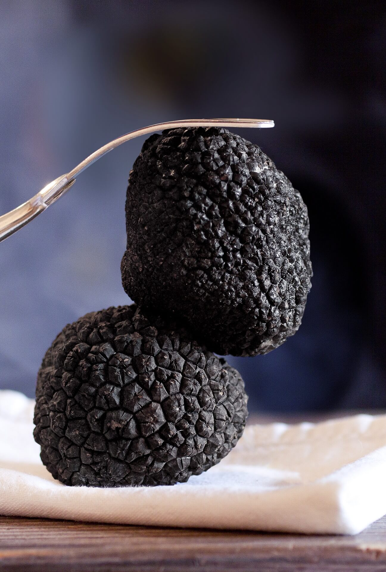 la-truffe-de-provence-en-qu-te-du-diamant-noir-life-style-magazine