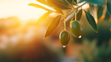 <span class="entry-title-primary">La Provence</span> <span class="entry-subtitle">un terroir d'excellence</span>