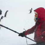 Céline Cousteau filming Gentoo Penguins